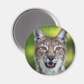 Een lachende Siberische lynx Magneet (Voorkant / Achterkant)