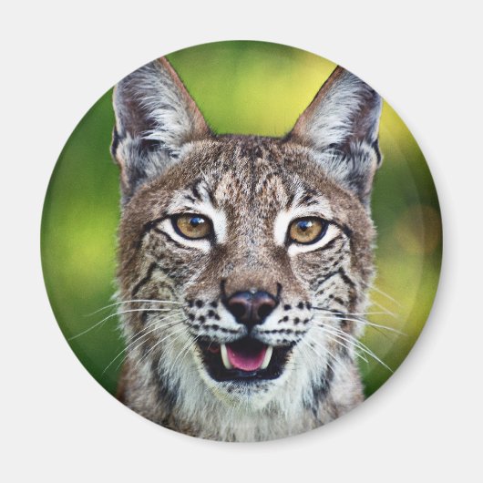 Een lachende Siberische lynx Magneet (Voorkant)
