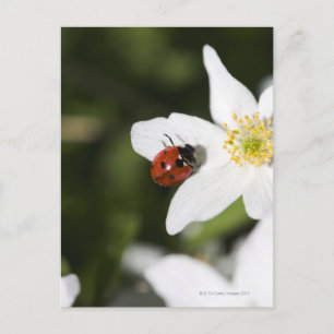 Een ladybird op een houten anemone Stockholm Zwede Briefkaart