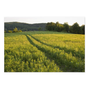 Een landweg in Sabins Pasture in Montpelier, Foto Afdruk