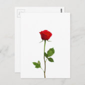 EEN LANGE STEM RODE ROSE BRIEFKAART (Voorkant / Achterkant)