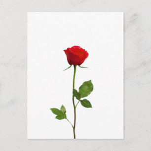 EEN LANGE STEM RODE ROSE BRIEFKAART