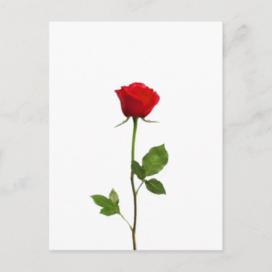 EEN LANGE STEM RODE ROSE BRIEFKAART (Voorkant)