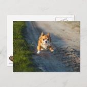 Een langharige bruine en witte Chihuahua Running Briefkaart (Voorkant / Achterkant)