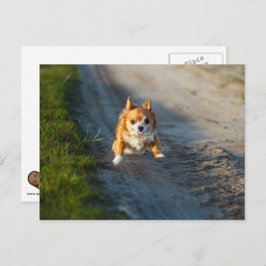 Een langharige bruine en witte Chihuahua Running Briefkaart (Voorkant / Achterkant)