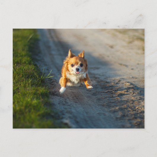 Een langharige bruine en witte Chihuahua Running Briefkaart (Voorkant)