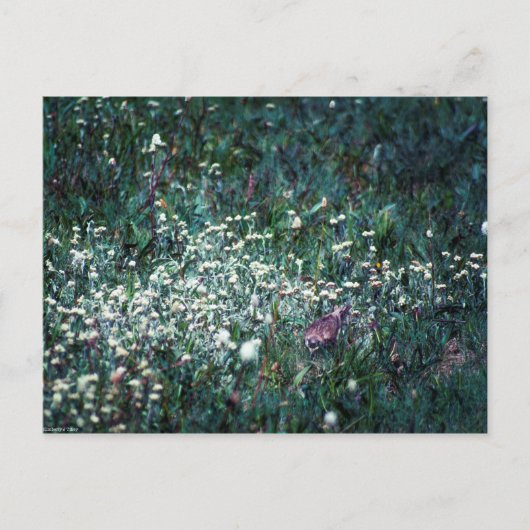 Een Lark in een Meadow Briefkaart (Voorkant)