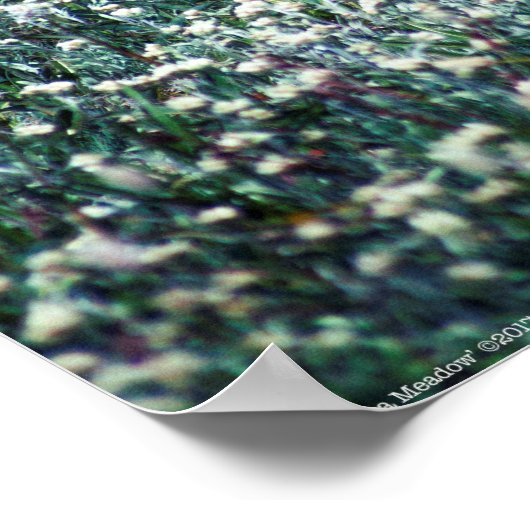 Een Lark in een Meadow Poster (Hoek)