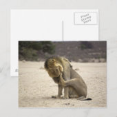 Een leeuw die zijn rugzak schoonmaakt, Kgalagadi Briefkaart (Voorkant / Achterkant)