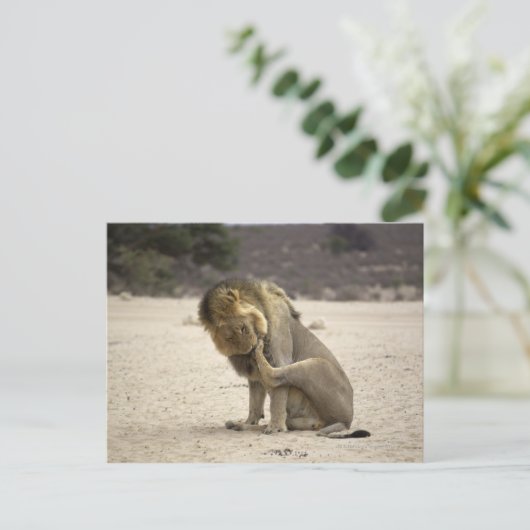 Een leeuw die zijn rugzak schoonmaakt, Kgalagadi Briefkaart (Staand voorkant)