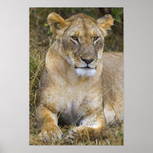 Een leeuw zittend in het hoge gras van de Maasai Poster