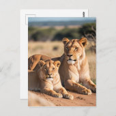 Een leeuwin met haar welp briefkaart (Voorkant / Achterkant)