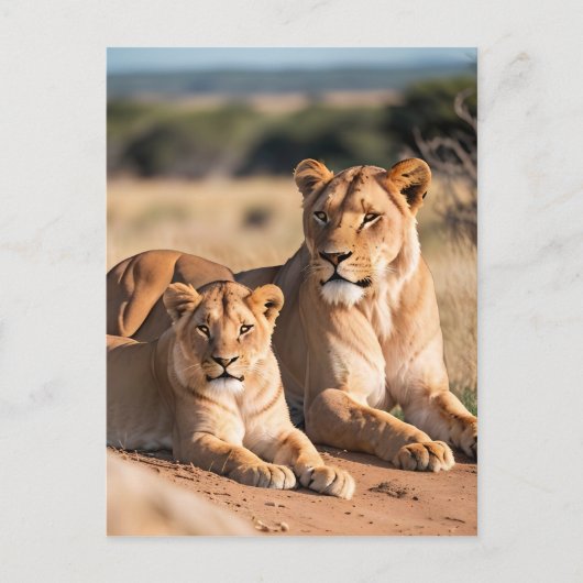 Een leeuwin met haar welp briefkaart (Voorkant)