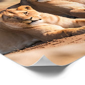 Een leeuwin met haar welp poster (Hoek)