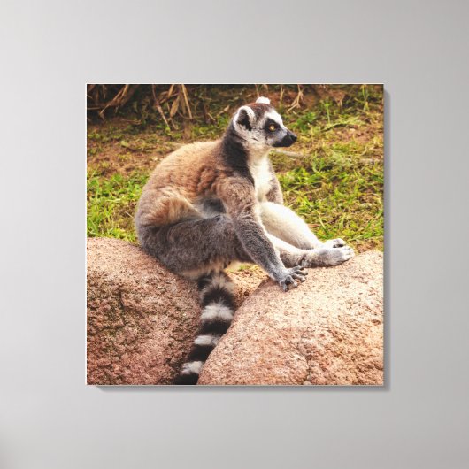 een lemur van madagascar op uitgerekte canvas afdruk (Voorkant)