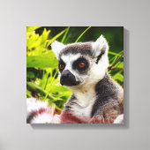 een lemur van madagaskar op een omwikkeld doek canvas afdruk (Voorkant)