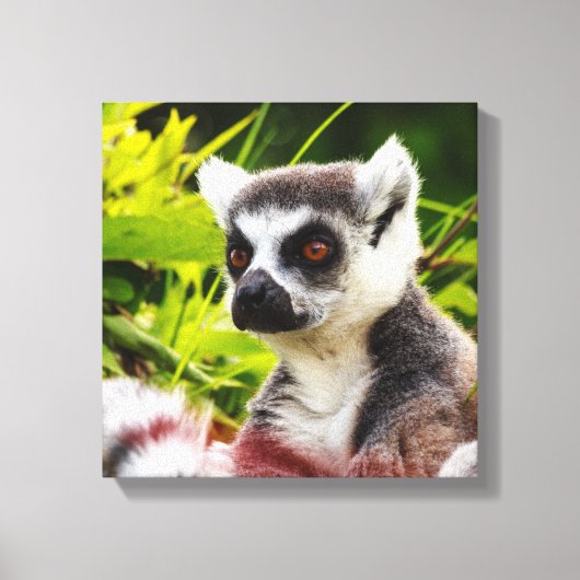een lemur van madagaskar op een omwikkeld doek canvas afdruk (Voorkant)