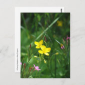 Een lentemaand in New England Briefkaart (Voorkant / Achterkant)