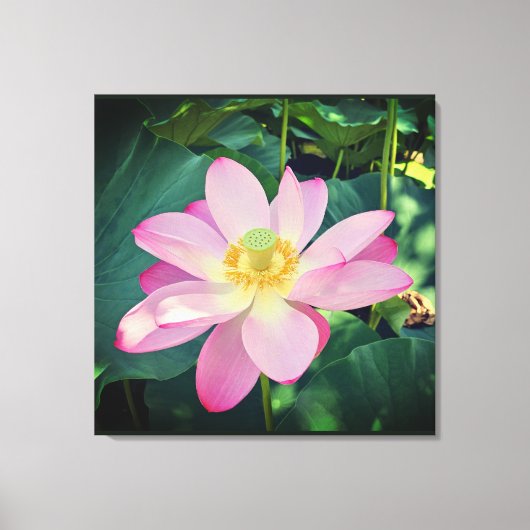 Een levendige lotusbloem canvas afdruk (Voorkant)