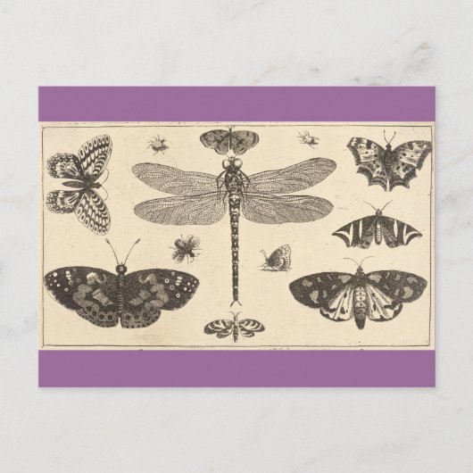 Een libellen, ladyvogels en vlinders briefkaart (Voorkant)