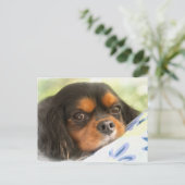Een liefde als geen andere Cavalier King Charles S Briefkaart (Staand voorkant)
