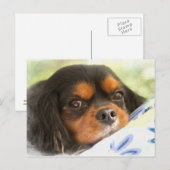 Een liefde als geen andere Cavalier King Charles S Briefkaart (Voorkant / Achterkant)