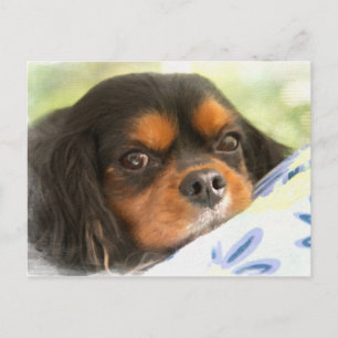 Een liefde als geen andere Cavalier King Charles S Briefkaart