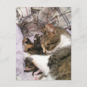 Een liefde voor moeders briefkaart