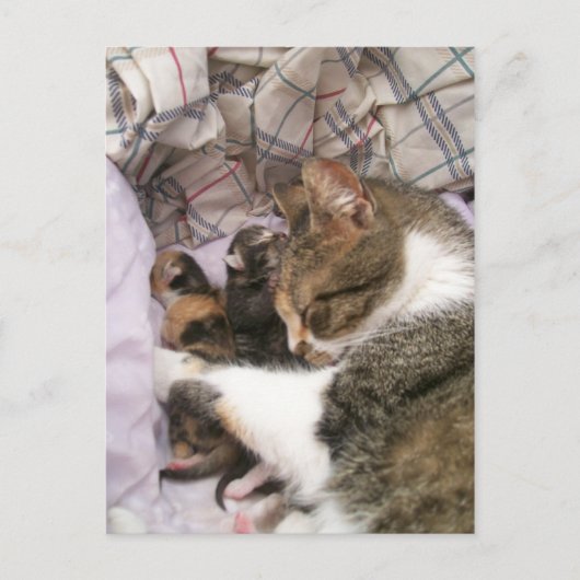 Een liefde voor moeders briefkaart (Voorkant)