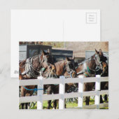 Een lijn van Amish Paarden in Kalona, Iowa Briefkaart (Voorkant / Achterkant)