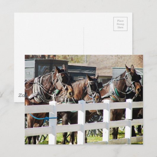 Een lijn van Amish Paarden in Kalona, Iowa Briefkaart (Voorkant / Achterkant)