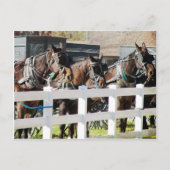 Een lijn van Amish Paarden in Kalona, Iowa Briefkaart (Voorkant)