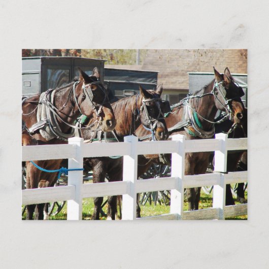 Een lijn van Amish Paarden in Kalona, Iowa Briefkaart (Voorkant)