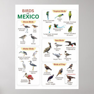 Een lijst van Mexicaanse vogels voor vogelliefhebb Poster