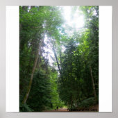 Een loopje in de Bossen Poster (Voorkant)