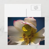 Een Lotus Blossom Briefkaart (Voorkant / Achterkant)