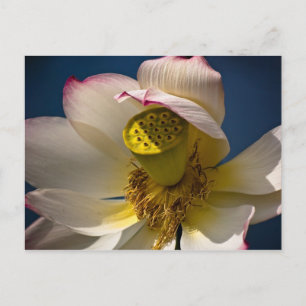 Een Lotus Blossom Briefkaart
