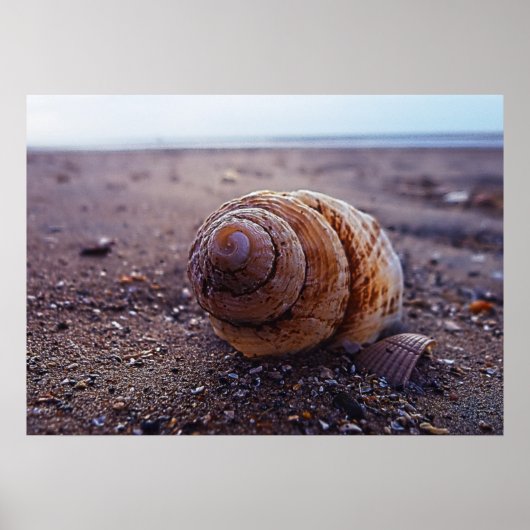 Een macroUitzicht van een wervelkolom Poster (Voorkant)