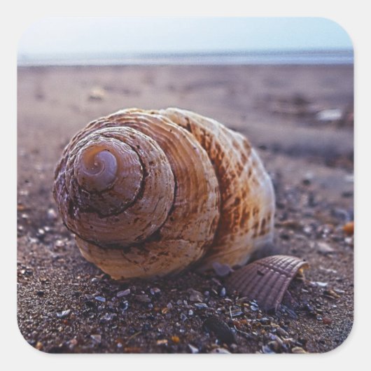 Een macroUitzicht van een wervelkolom Vierkante Sticker (Voorkant)