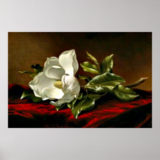 Een Magnolia op Red Velvet Poster (Voorkant)
