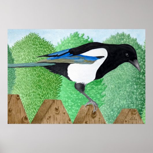 Een Magpie op een hek Poster (Voorkant)
