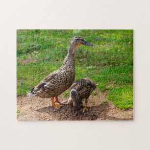 Een Mallard Duck en haar Duckling Jigsaw puzzel