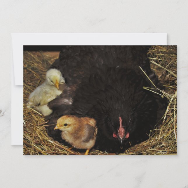 Een mamma en Haar Kuikens (Voorkant)