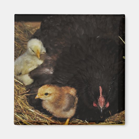 Een mamma en Haar Kuikens Magneet (Voorkant)