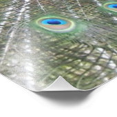 Een mannelijke Indische Peacock Fans, het zijn sta Foto Afdruk (Hoek)