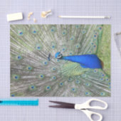 Een mannelijke Indische Peacock Fans, het zijn sta Tissuepapier (Craft)