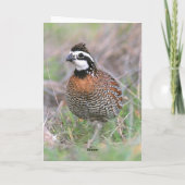 Een mannetje Bobwhite Quail Wenskaart. Kaart (Achterkant)