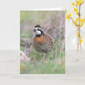 Een mannetje Bobwhite Quail Wenskaart. Kaart (Gele Bloem)