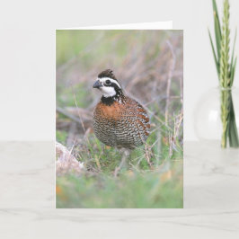 Een mannetje Bobwhite Quail Wenskaart. Kaart