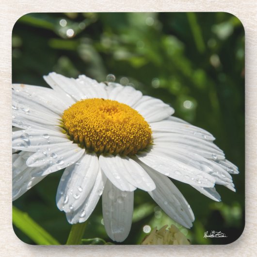 een margriet, groene achtergrond onderzetter (Voorkant)